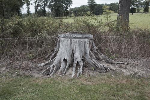 Une souche d'arbre encore enracinée dans un paysage verdoyant, Dans la Creuse en France