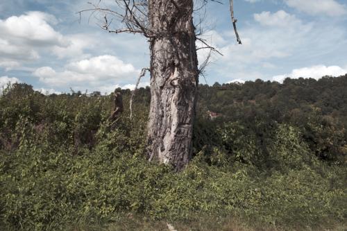 Un arbre mort dans un paysage verdoyant et un ciel contrasté, Dans la Creuse en France