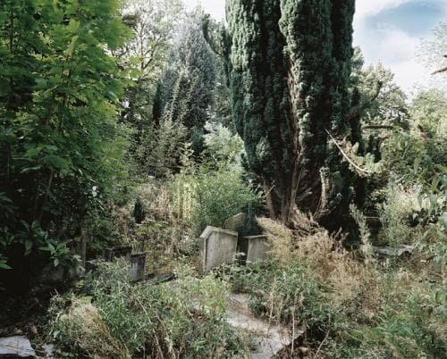 Des anciennes tombants recouvertes de feuillages, de branches d'arbres entourées d'arbres sous le soleil d'automne, photographie argentique moyen format Plauble W67