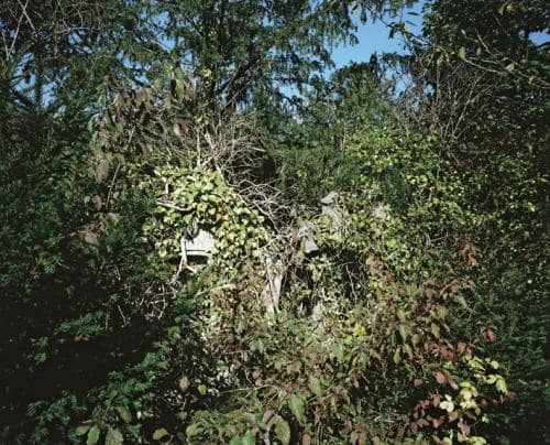 Des anciennes tombent au cimetière de Dieweg recouvertes de branches, feuilles et d'anciens portraits de défunts, photographie argentique moyen format Plauble W67